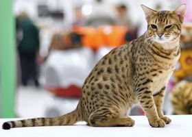 Image de la race Ocicat