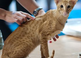 Image de la race Oriental Shorthair