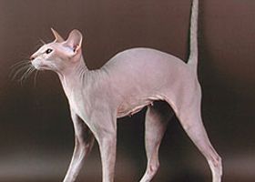Image de la race Peterbald