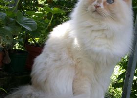 Image de la race Ragamuffin