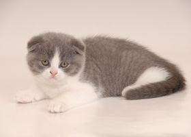 Image de la race Scottish Fold