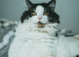 Image de la race Selkirk Rex