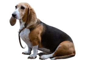 Image de la race Basset Hound