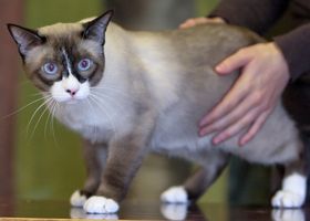 Image de la race Snowshoe
