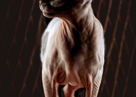 Image de la race Sphynx