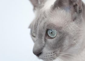 Image de la race Tonkinois