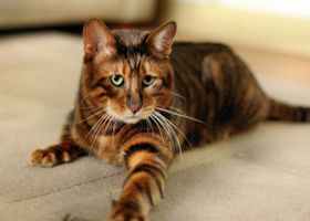 Image de la race Toyger