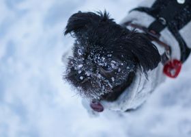 Image de la race Affenpinscher