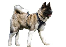 Image de la race Akita Américain