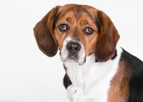 Image de la race Beagle
