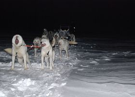 Image de la race Alaskan Husky