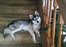 Image de la race Alaskan Klee Kai