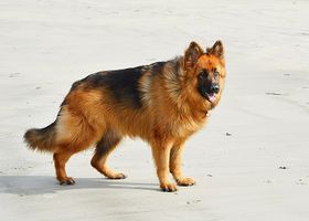 Image de la race Altdeutscher Schäferhund