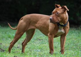 Image de la race American Pitbull Terrier