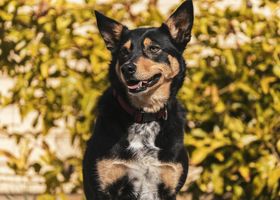 Image de la race Australian Kelpie