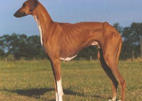 Image de la race Azawakh