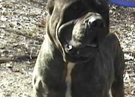 Image de la race Bandog
