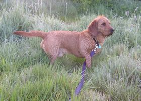 Image de la race Basset Fauve de Bretagne