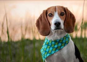 Image de la race Beagle-Harrier