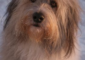Image de la race Bearded Collie