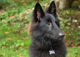 Image de la race Berger Belge Groenendael