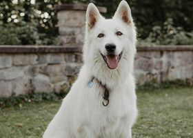 Image de la race Berger Blanc Suisse