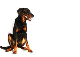 Image de la race Beauceron