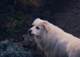 Image de la race Berger de Maremme et des Abruzzes