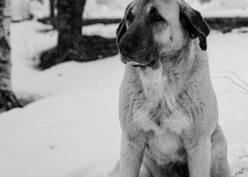 Image de la race Berger Kangal