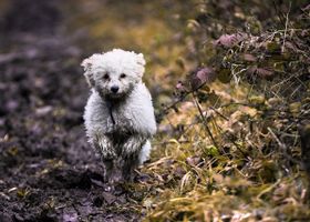 Image de la race Bichon Bolonais