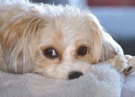 Image de la race Bichon Russe