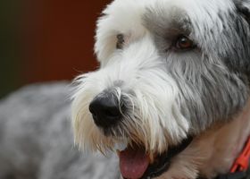 Image de la race Bobtail