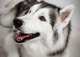 Image de la race Husky de Sibérie