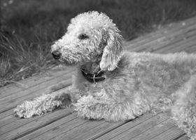 Image de la race Bedlington Terrier