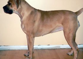 Image de la race Boerboel