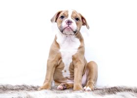 Image de la race Bouledogue Américain