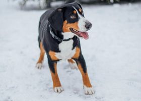 Image de la race Bouvier d'Appenzell