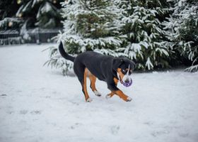 Image de la race Bouvier de l'Entlebuch