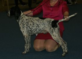 Image de la race Braque d'Auvergne