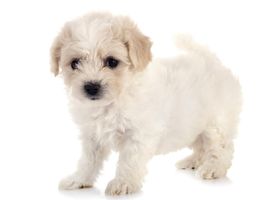 Image de la race Bichon Frisé