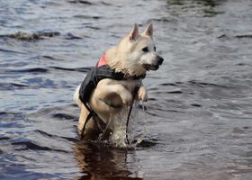 Image de la race Buhund Norvégien