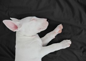 Image de la race Bull Terrier Miniature