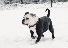 Image de la race Bulldog Continental