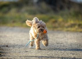 Image de la race Cavapoo