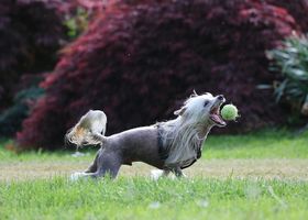 Image de la race Chien Chinois à Crête