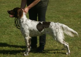 Image de la race Chien d'Arrêt Allemand à Poil Long