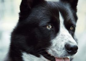Image de la race Chien d'Ours de Carélie