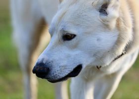 Image de la race Chien de Canaan
