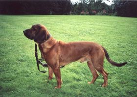 Image de la race Chien de Recherche au Sang de Hanovre