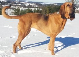Image de la race Chien de Saint-Hubert